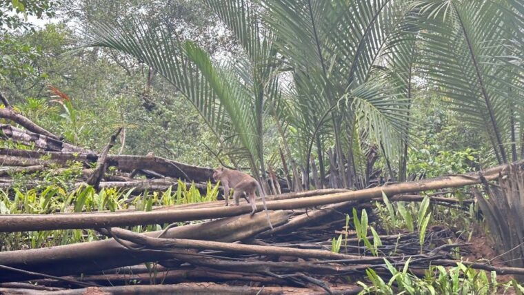 khaolak-hightlight-jungle-trekking-with-eco-guide-day-tour