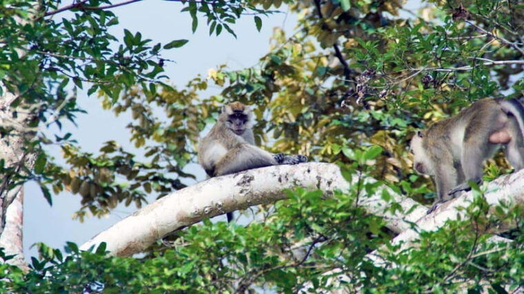 kinabatangan-river-trip-from-sandakan-with-lunch-included