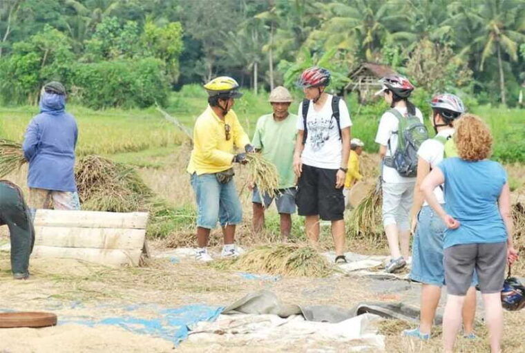 kintamani-to-ubud-downhill-cycling-tour