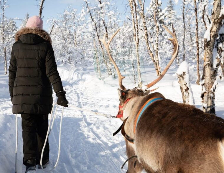 kiruna-sami-reindeer-experience