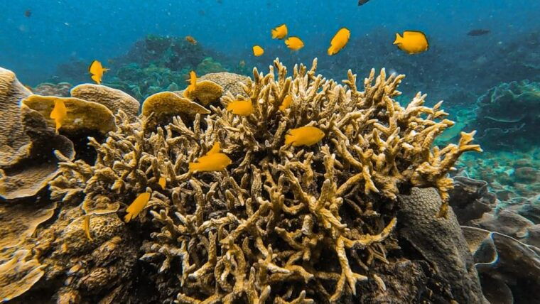 koh-lipe-longtail-boat-snorkeling-trip-with-lunch
