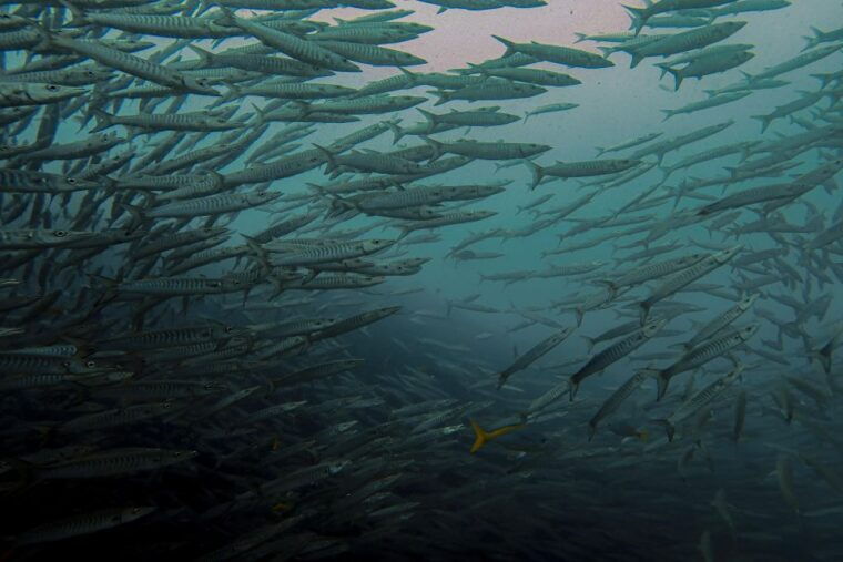 koh-samui-day-trip-diving-at-sail-rock