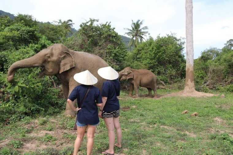 koh-samui-elephant-sanctuary-and-more-full-day