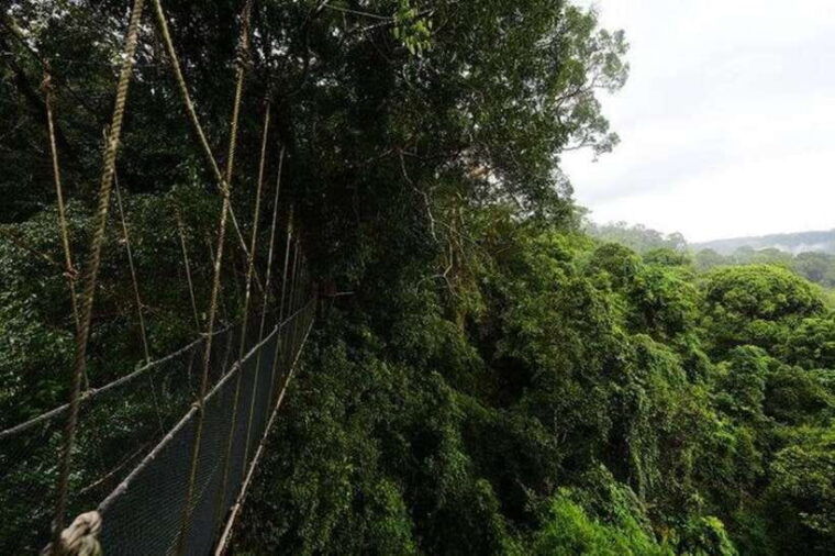 kota-kinabalu-private-kundasang-and-poring-hot-spring-tour