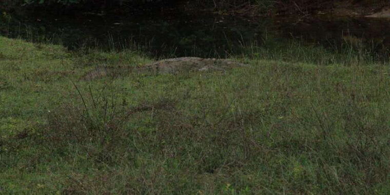 kumana-national-park-morning-or-afternoon-safari-6-h
