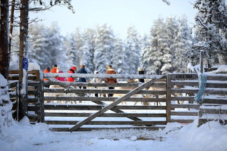 kuusamo-reindeer-farm-visit