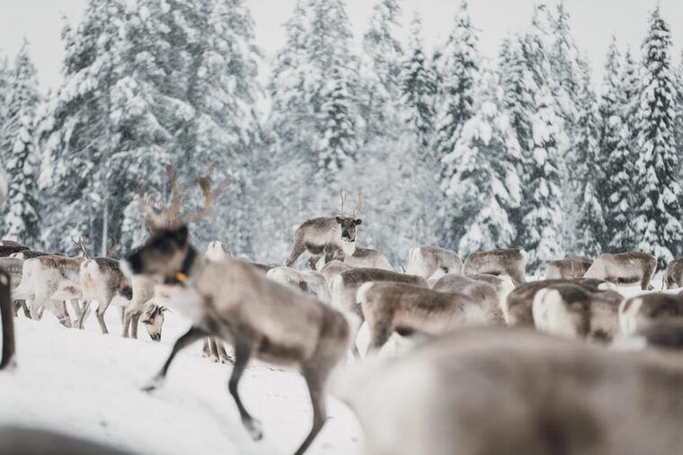 kuusamo-reindeer-sleigh-ride-and-farm-visit