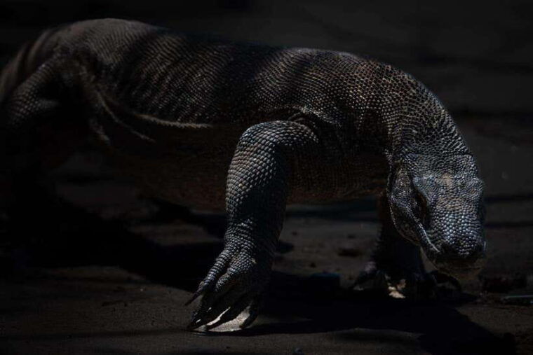 labuan-bajo-one-day-tour-to-explore-komodo-national-park
