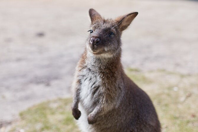 larapuna / Bay of Fires Hiking Tour - 4 Days - Final Thoughts