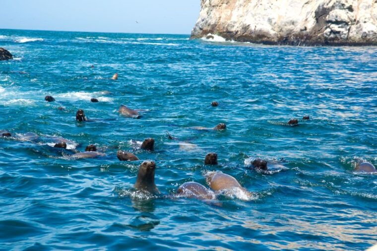 lima-sea-lion-swim-and-wildlife-palomino-islands-cruise