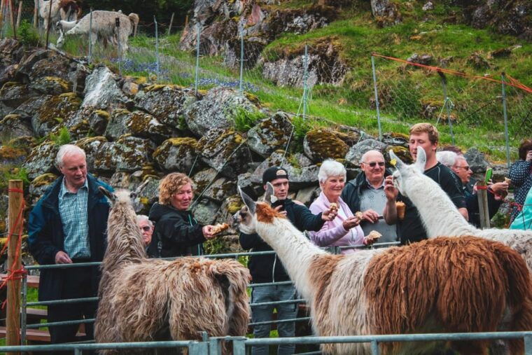 ljoen-hellesylt-ljoen-farm-tour