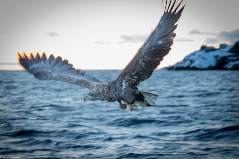 lofoten-trollfjord-sea-eagle-safari-by-rib-boat