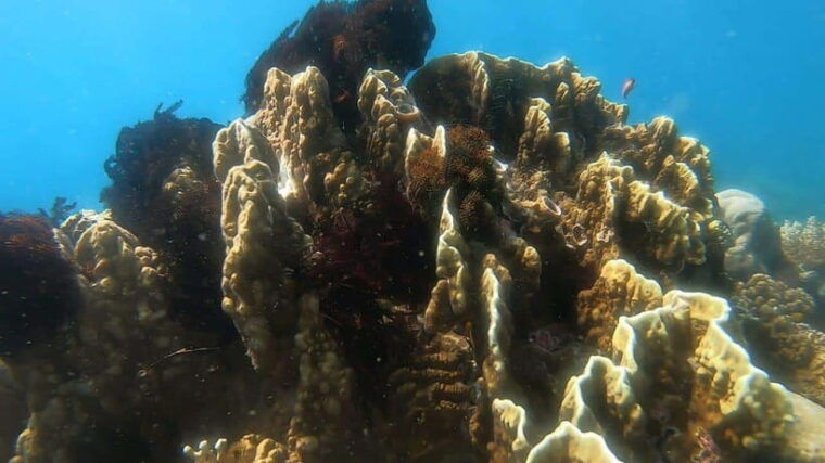 lombok-gili-nanggu-kedis-and-sudak-islands-boat-tour
