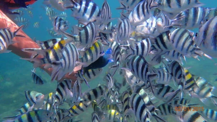 lombok-gili-nanggu-sudak-and-kedis-snorkeling-tour
