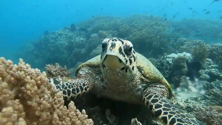 lombok-gili-rengit-gili-gede-and-gili-layar-island-tour