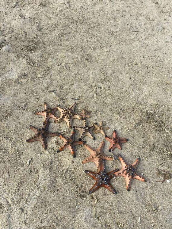 lombok-pink-beach-adventure-and-3-gilis