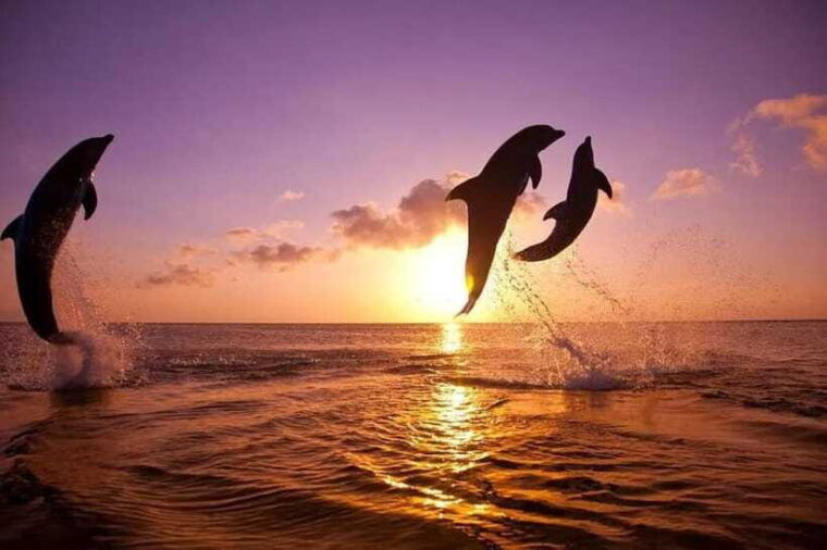 lovina-bali-watching-dolphin-swimming-and-snorkling-tour