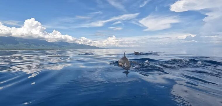 lovina-dolphin-watching-snorkeling-and-swim-with-dolphin