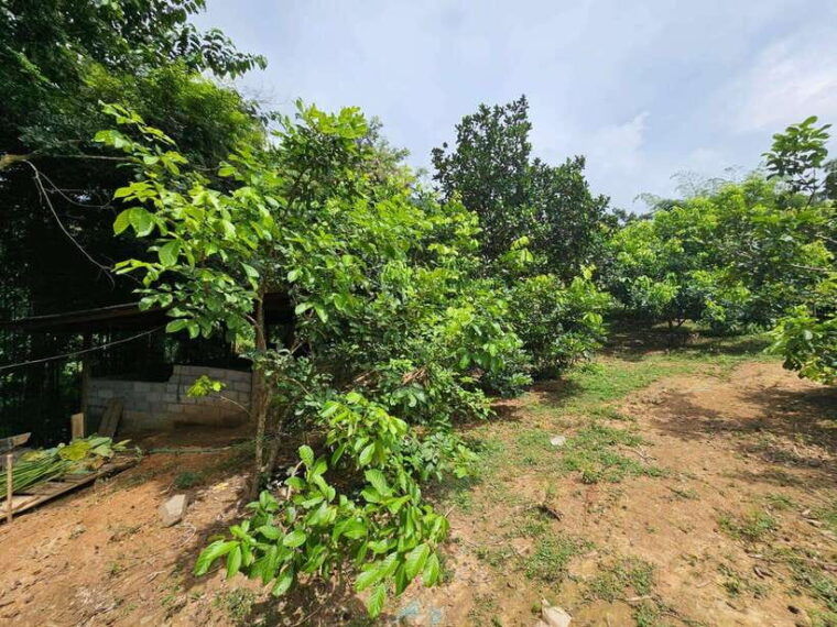 luang-prabang-authentic-lao-village-farm-experience-day