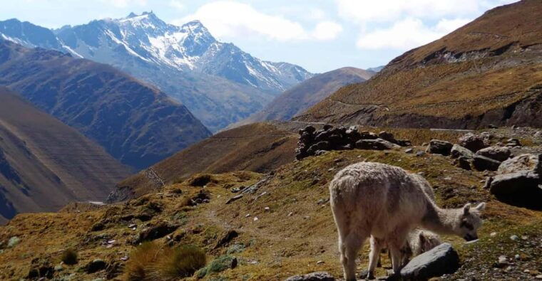 machu-picchu-2-days-1-night-by-bus