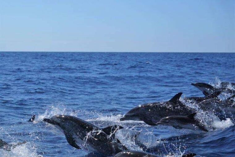 madeira-guaranteed-whales-or-dolphins-watching-tour