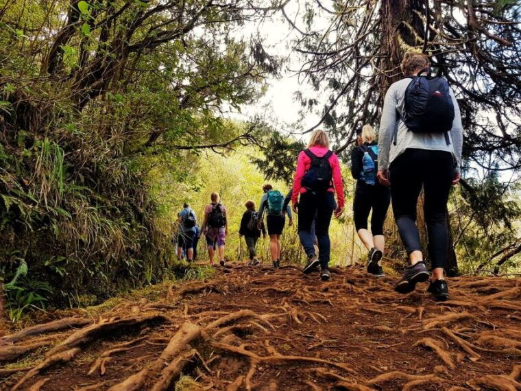 madeira-island-caldeirao-verde-levada-walk
