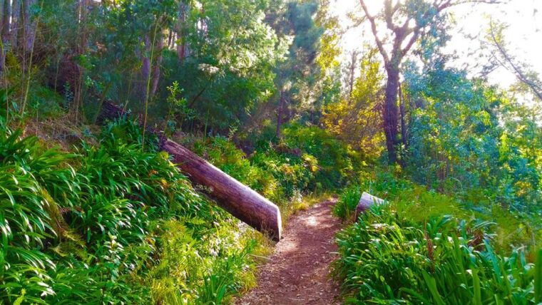 madeira-paradise-valley-levada-walk