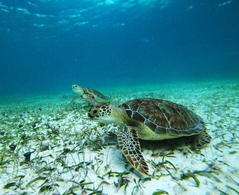 mahahual-snorkel-tour-in-reef-lagoon