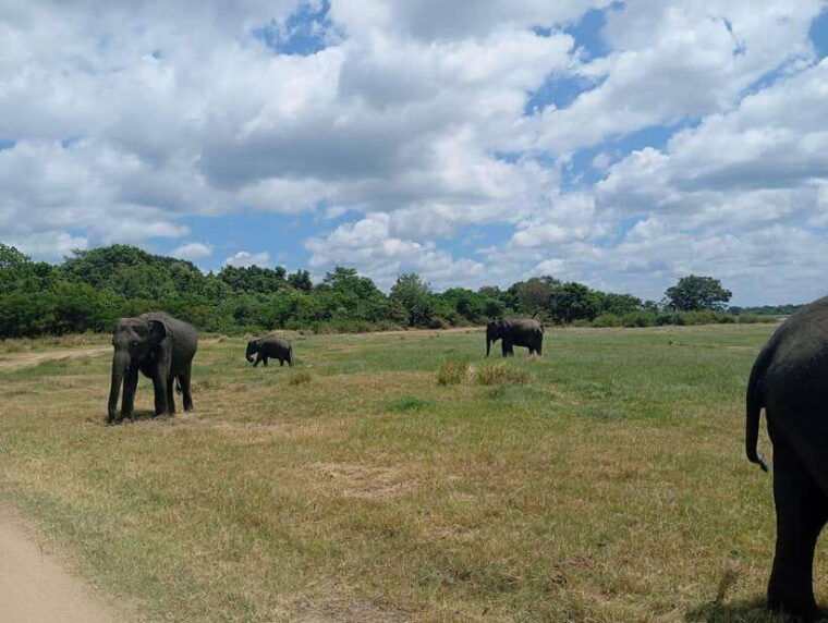 minneriya-half-day-morning-or-evening-jeep-safari
