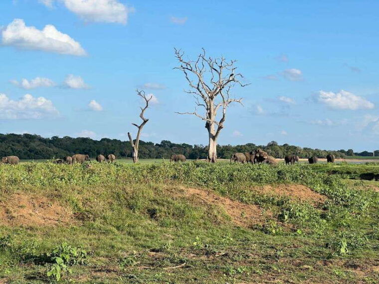 minneriya-minneriya-national-park-private-jeep-safari