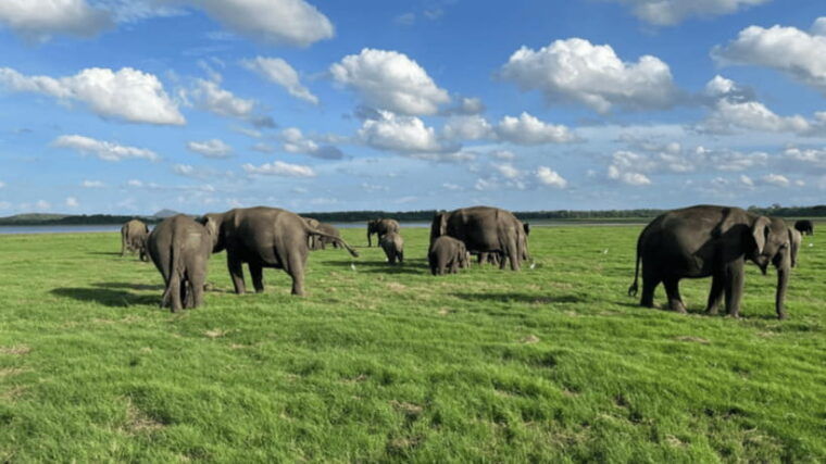 minneriya-national-park-half-day-evening-jeep-safari