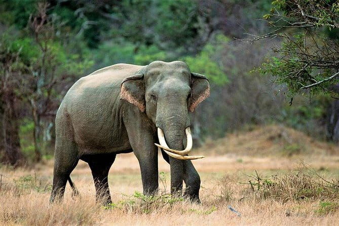 Minneriya National Park Private Safari Tour - FAQs about the Minneriya National Park Private Safari
