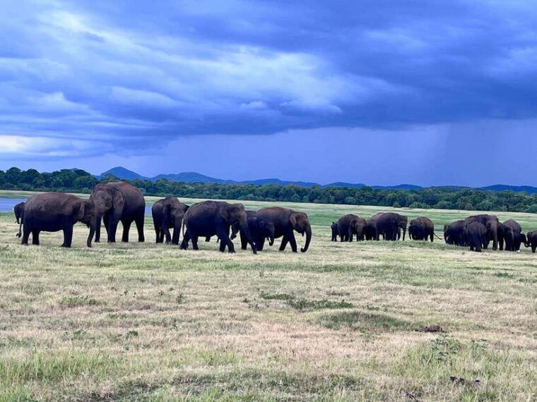 minneriya-national-park-private-safari
