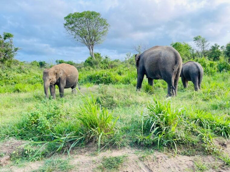 minneriya-park-jeep-safari-with-tickets-include-pickup-drop