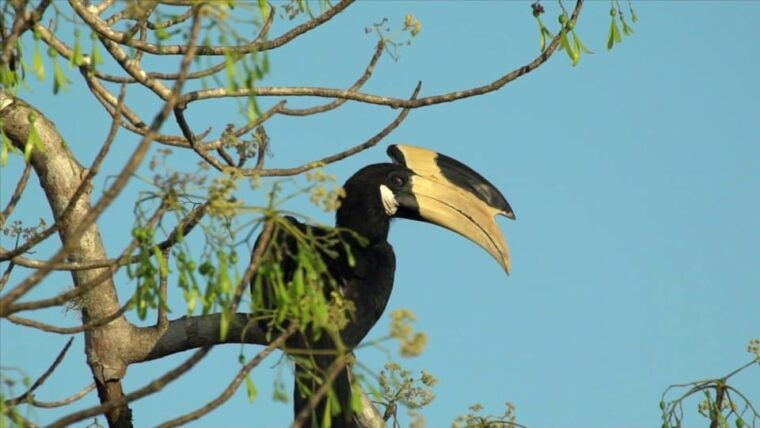 minneriya-private-jeep-safari-from-trincomalee