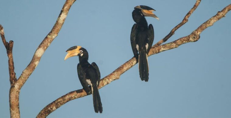 minneriyajeep-safari-from-kandy