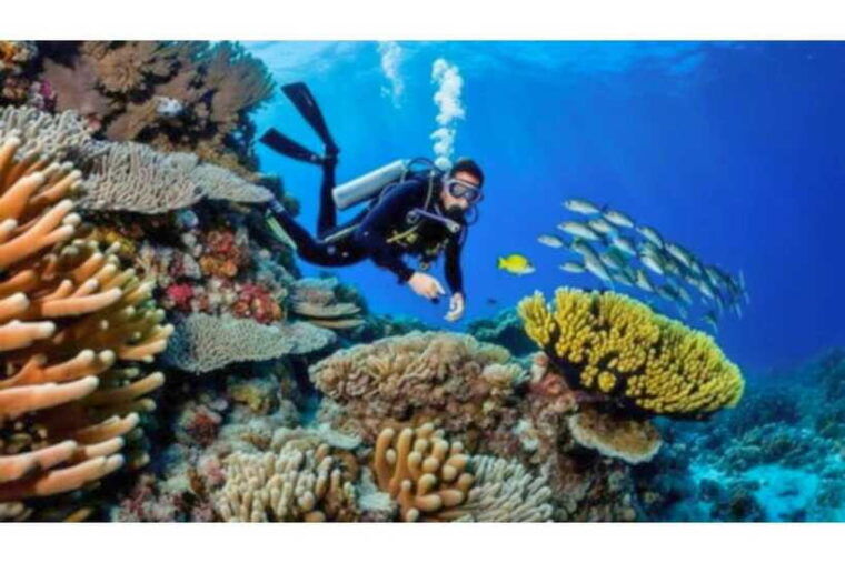 moalboal-scuba-diving-sardine-run-and-turtle-chasing