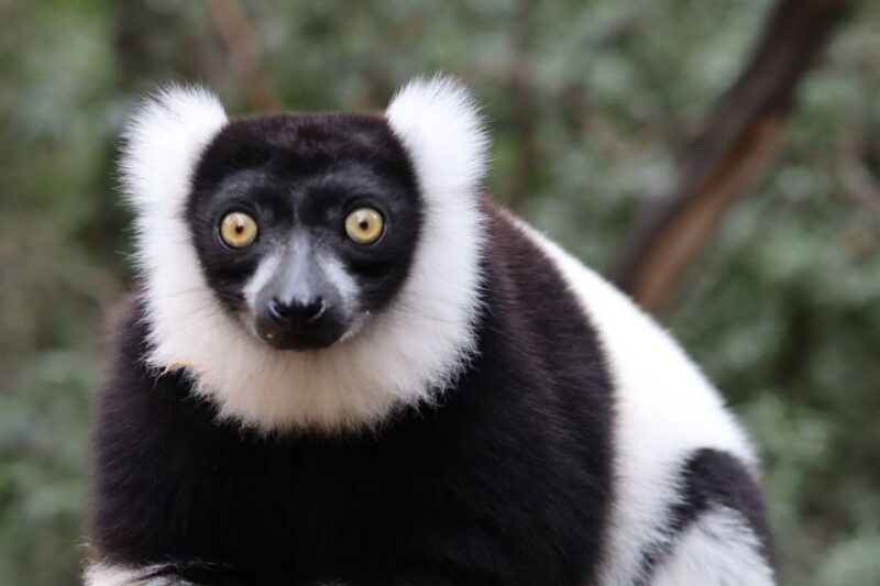 monkeyland-birds-of-eden-jukani-animal-sanctuaries