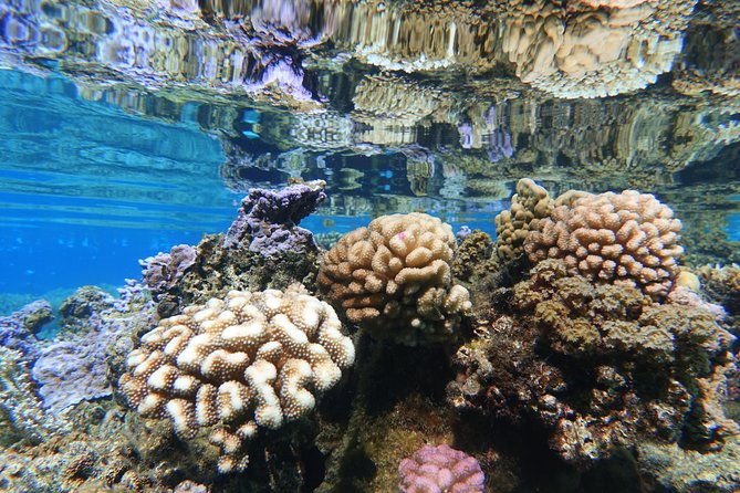 Moorea Private Boat Tour / Sea Scooter Snorkeling Tour - Frequently Asked Questions