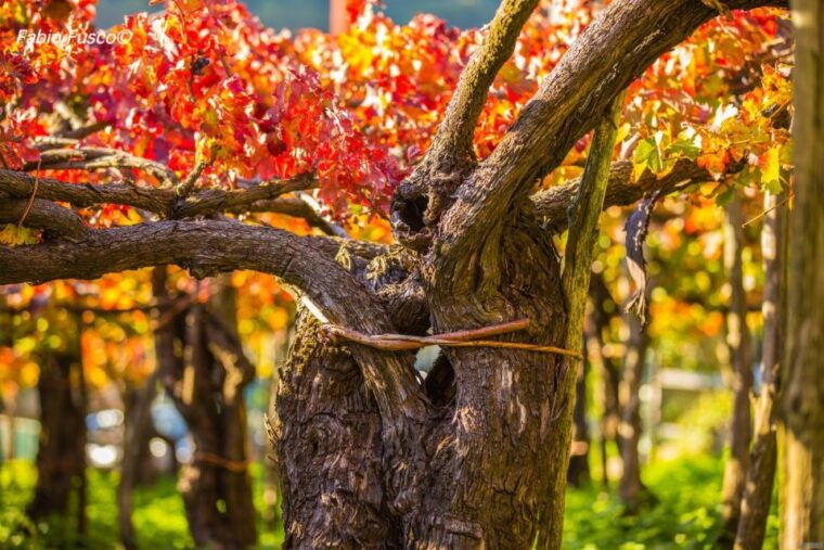mountains-and-vineyards-the-secrets-of-the-coast-in-calesse-2