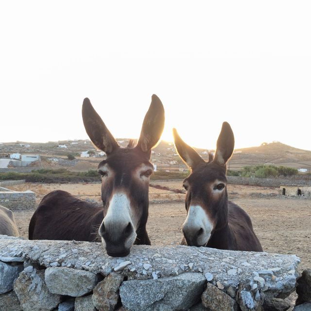 mykonos-full-day-sightseeing-tour-with-lunch
