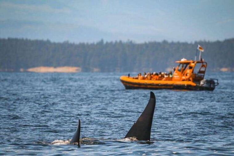 nanaimo-whale-watching-open-boat-tour
