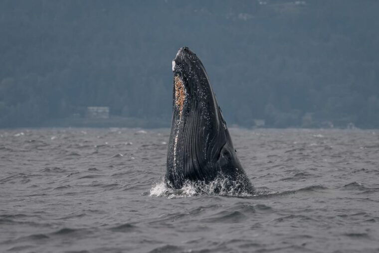 nanaimo-whale-watching-semi-covered-boat-tour