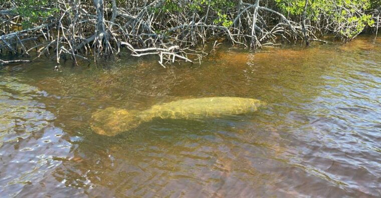 naples-fl-manatee-sightseeing-and-wildlife-boat-tour