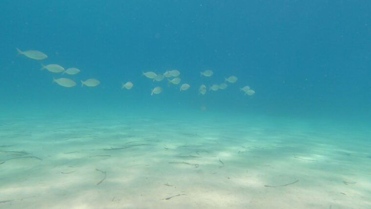 naxos-discover-scuba-diving-on-agios-georgios-beach