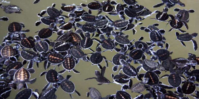 negombo-turtle-hatchery-river-safari-moon-stone-galle