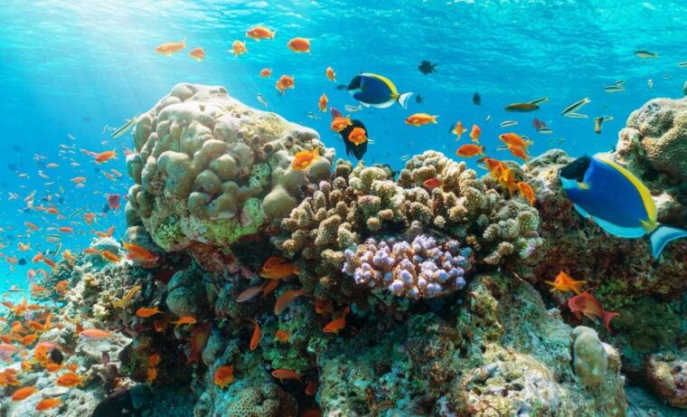 nha-trang-half-day-snorkeling-trip