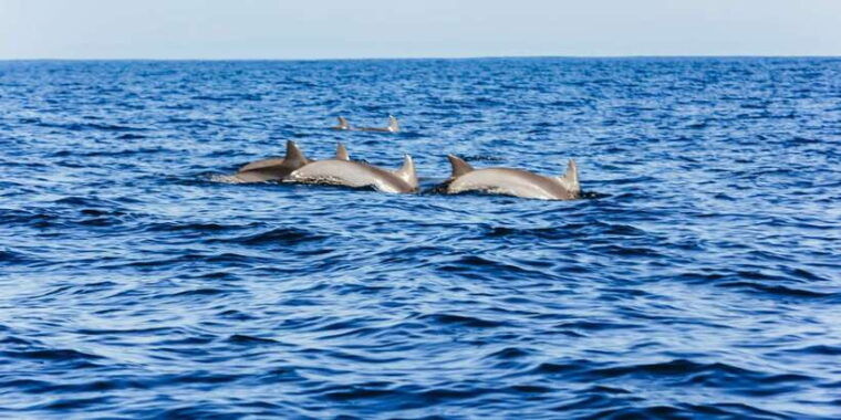 north-bali-sunrise-tour-with-dolphins-waterfalls-temples