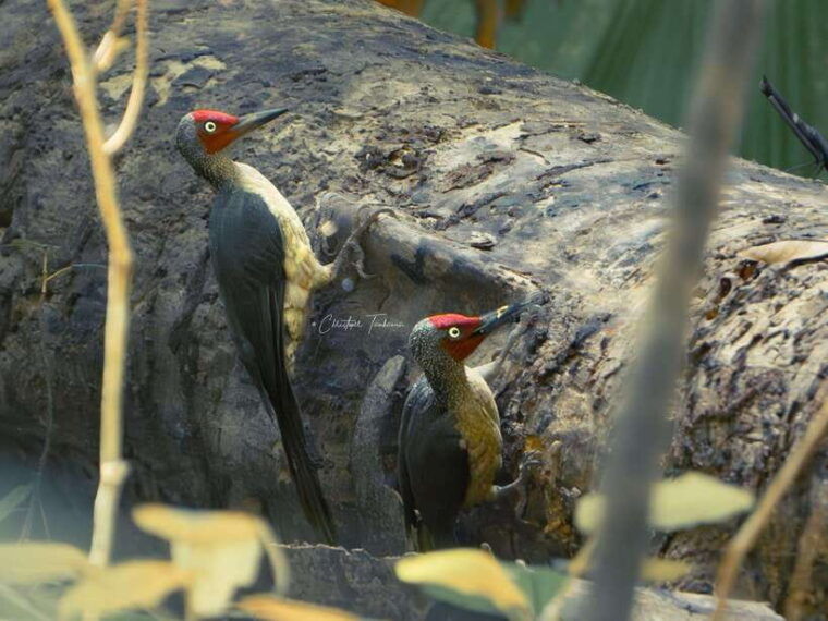 north-sulawesi-bitung-tangkoko-wildlife-adventure