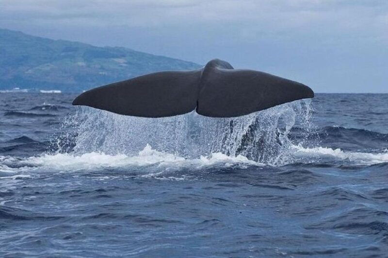 observation-of-whales-and-dolphins-in-the-peak